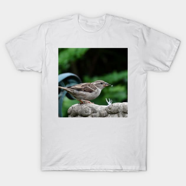 House Sparrow takes a drink. T-Shirt by JonDelorme